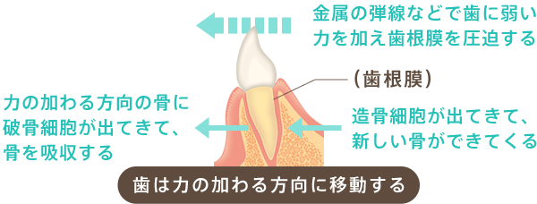 歯は力の加わる方向に移動する